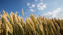 UY-Cultivo-de-Trigo UY-Cultivo-de-Trigo