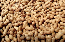 AR-cultivo-mani AR-cultivo-mani