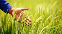 A hand passing through a wheat field A hand passing through a wheat field