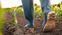 A farmer in boots walking through a corn field with young corn crops