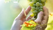 Farmer in his vineyard checking and protecting his products; Shutterstock ID 527587492; purchase_order: -; job: -; client: -; other: - Farmer in his vineyard checking and protecting his products; Shutterstock ID 527587492; purchase_order: -; job: -; client: -; other: -