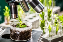 Laboratorio académico que explora nuevos métodos de fitomejoramiento. Una planta joven se encuentra bajo un microscopio. Laboratorio académico que explora nuevos métodos de fitomejoramiento. Una planta joven se encuentra bajo un microscopio.