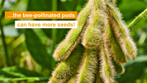 The bee-pollinated pods can have more seeds.