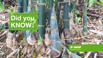 A picture of bamboo plants and roots A picture of bamboo plants and roots