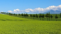 Wheat field in Asia with mountains in the background