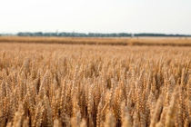imagen de una plantación de maíz en méxico