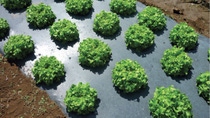 multiple green lettuce heads growing on top of black plastic sheet  multiple green lettuce heads growing on top of black plastic sheet