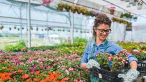 Florists woman working with flowers in a greenhouse. Young woman working in flower garden. Woman entrepreneur Florists woman working with flowers in a greenhouse. Young woman working in flower garden. Woman entrepreneur