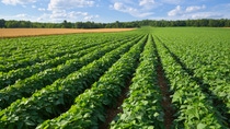 Campo de granja extenso cultivando papas y trigo Campo de granja extenso cultivando papas y trigo