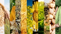 PY-avena-centeno-maiz-sorgo-trigo-canola-girasol-soja-mani-poroto-habilla