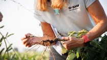 Julia Daum demonstrating  the effectiveness of Nemasphere™ in the soybean root system 