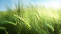 barley field in sunset time barley field in sunset time