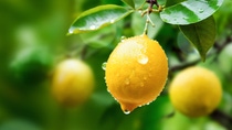 Lemon juice tree branch fresh yellow garden green, water droplet, lemon. Lemon juice tree branch fresh yellow garden green, water droplet, lemon.