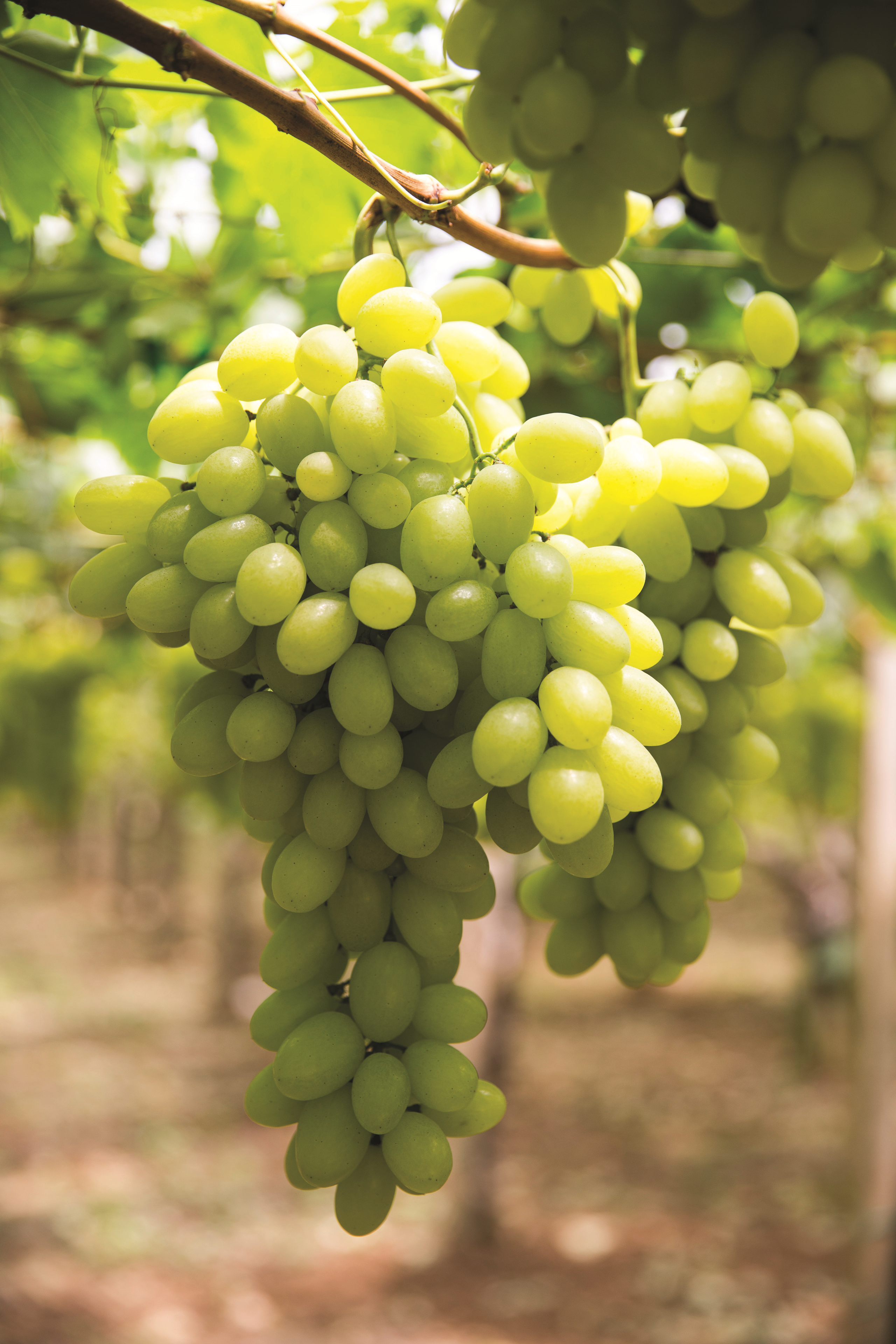 imagen de una plantación de maíz en méxico imagen de una plantación de maíz en méxico