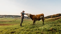 Young man stroking cow in field Young man stroking cow in field