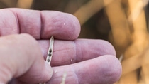 Hand holding ripe rapeseed, shortly before harvest.