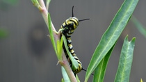 Monarch caterpillar eating Milkweed leaves in the garden; Shutterstock ID 604285877; purchase_order: 1086744798; job: Annegret Liebscht; client: APB/KS; other: 20782208