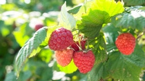 Raspberries on the Vine Raspberries on the Vine