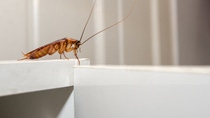 Close up a cockroach on white cupboard in the kitchen; Shutterstock ID 254770015