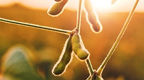 Healthy soybean crop with sun shining from behind Healthy soybean crop with sun shining from behind