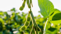 Soybean pods, close up.  Agricultural soy plantation and sunshine. Soy bean plant in sunny field . Green growing soybeans against sunlight. Green immature soybeans in the pods; Shutterstock ID 1153070285; purchase_order:; job:Alexandra Goeke; client:AP/K; other: Soybean pods, close up.  Agricultural soy plantation and sunshine. Soy bean plant in sunny field . Green growing soybeans against sunlight. Green immature soybeans in the pods; Shutterstock ID 1153070285; purchase_order:; job:Alexandra Goeke; client:AP/K; other: