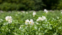 potato blooming during growth, an agricultural field with a potato plant in summer; Shutterstock ID 2013194147; purchase_order: ; job: ; client: ; other:  potato blooming during growth, an agricultural field with a potato plant in summer; Shutterstock ID 2013194147; purchase_order: ; job: ; client: ; other: