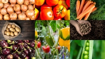 AR-Cultivo-HORTALIZAS-LEGUMINOSAS-Bellis.jpg AR-Cultivo-HORTALIZAS-LEGUMINOSAS-Bellis.jpg