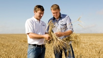 Two farmers look at cereals Two farmers look at cereals
