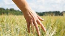 AR Mano femenina tocando centeno en un campo agrícola AR Mano femenina tocando centeno en un campo agrícola