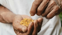 Rice seeds in growers hands