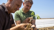 Agronomists analyze soil in a vegetable crop. Agronomists analyze soil in a vegetable crop.