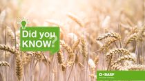 A picture showing wheat crops A picture showing wheat crops