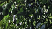 Árbol de aguacate con varios aguacates maduros Árbol de aguacate con varios aguacates maduros