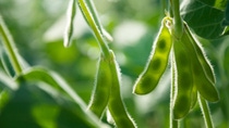 Young green pods of varietal soybeans on a plant stem in a soybean field during the active growth of crops. Selective focus. Young green pods of varietal soybeans on a plant stem in a soybean field during the active growth of crops. Selective focus.
