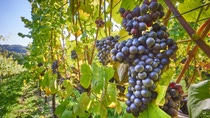 Grapes Grapes