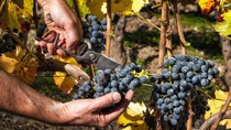 Cannonau grapes. Farmer in autumn harvesting the bunches of grapes with scissors.. Traditional agriculture. Sardinia.; Shutterstock ID 2212242615; purchase_order: ; job: ; client: ; other: 