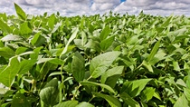 UY-cultivo-SOJA UY-cultivo-SOJA