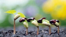 Soybean seedlings. Yokohama, Kanagawa Prefecture, Japan