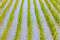 Fotografia del cultivo de raps en Chile