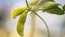 A close-up of a soybean pod with seeds inside. A close-up of a soybean pod with seeds inside.