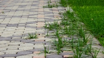 pavement with green grass in the garden pavement with green grass in the garden