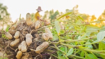 Close no crescimento de amendoins na terra BASF Brasil Close no crescimento de amendoins na terra BASF Brasil