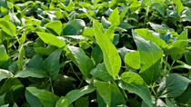 Hojas de soya BASF Argentina Hojas de soya BASF Argentina