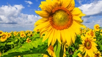 Bright yellow sunflowers in sunflower field