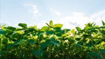 Foto: BASF / Shutterstock