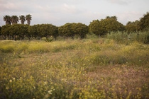 UY-campo-natural-wild-flowers-green-tree-landscape UY-campo-natural-wild-flowers-green-tree-landscape
