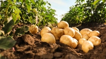 Pile of ripe potatoes on ground in field; Shutterstock ID 1509459776; purchase_order: ; job: ; client: ; other:  Pile of ripe potatoes on ground in field; Shutterstock ID 1509459776; purchase_order: ; job: ; client: ; other: