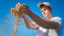 Worker holding soy beans after harvest