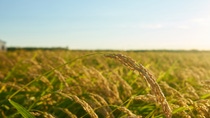 A large green rice field with green rice plants in rows in Valencia at sunset