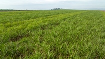 imagen de una plantación de maíz en méxico imagen de una plantación de maíz en méxico